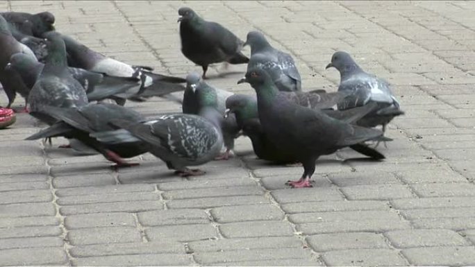 鸽子在城里。观赏饲养家鸽