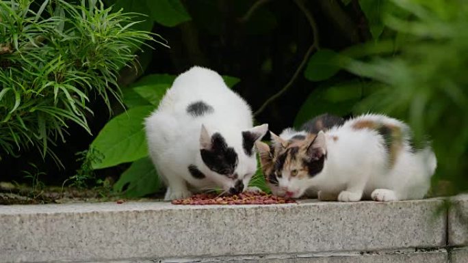 吉隆坡街头流浪猫