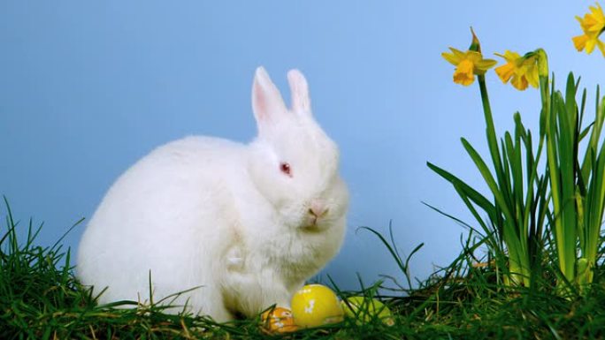 蓬松的白色兔子除了水仙花外还嗅着复活节彩蛋