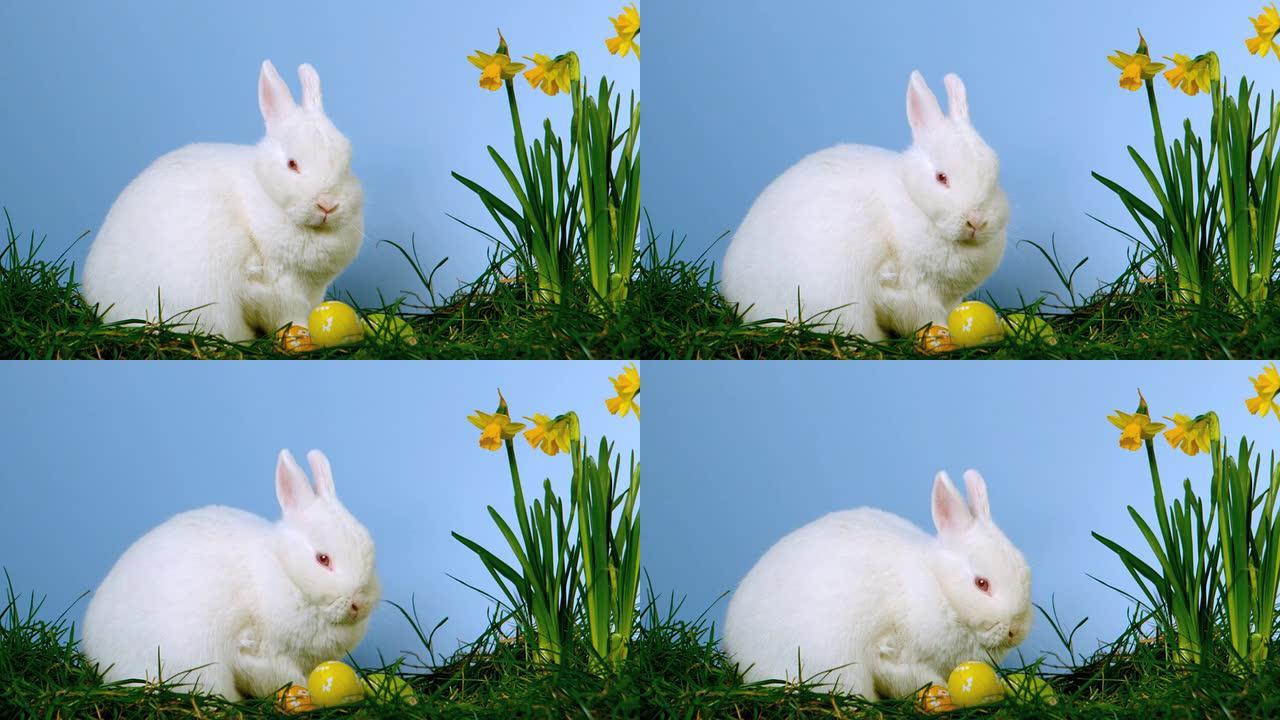 蓬松的白色兔子除了水仙花外还嗅着复活节彩蛋