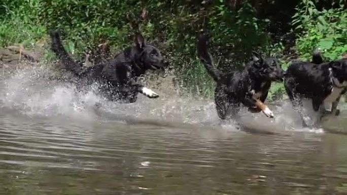 慢动作特写: 三只释放的黑色幼犬在森林河中狂奔