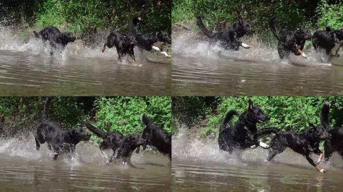慢动作特写: 三只释放的黑色幼犬在森林河中狂奔