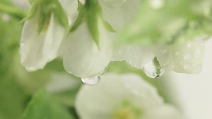 开花的苹果树