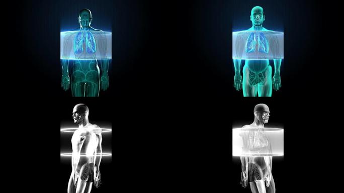 扫描体。旋转人肺，肺诊断，蓝色x射线光。