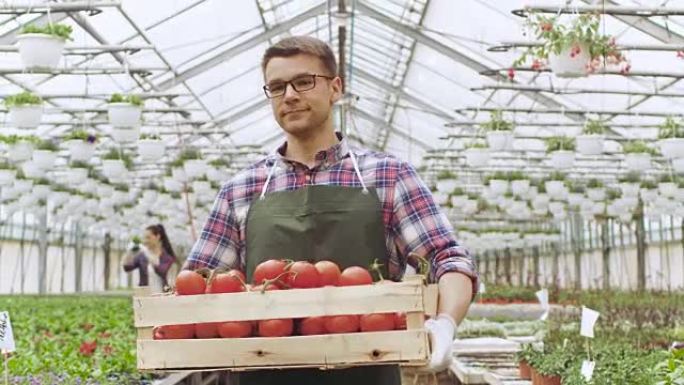 快乐的农民带着装满西红柿的盒子走过工业明亮的温室。有成排的有机植物在生长。