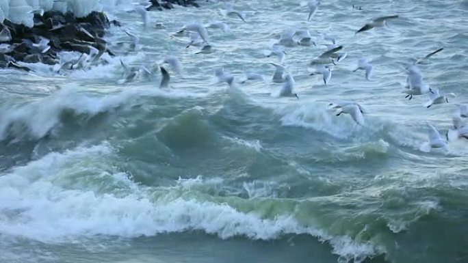 海鸥在日内瓦湖上逆风飞翔