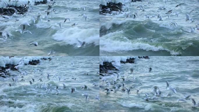 海鸥在日内瓦湖上逆风飞翔