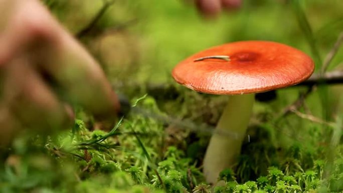 真菌-吐红菇真菌吐红菇