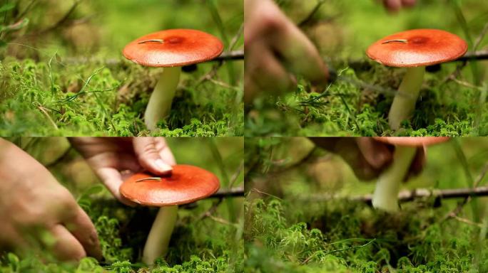 真菌-吐红菇真菌吐红菇