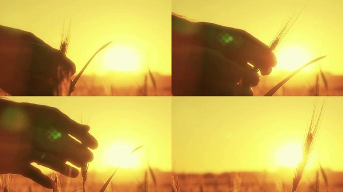 日落时小麦的轮廓。