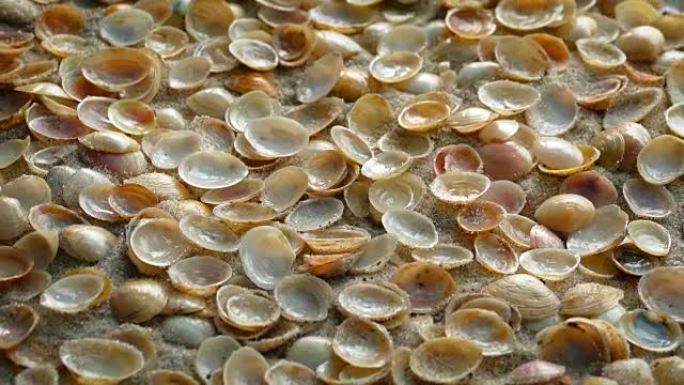 覆盖沙子的小贝壳
