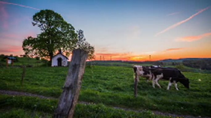 起重机: 德国有放牧牛的农村-4k自然/野生动物/天气