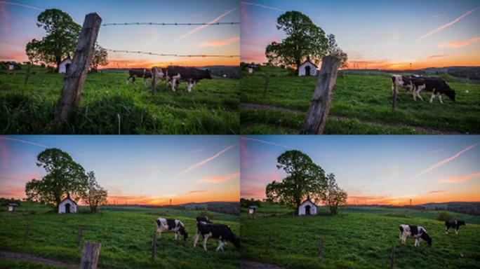 起重机: 德国有放牧牛的农村-4k自然/野生动物/天气