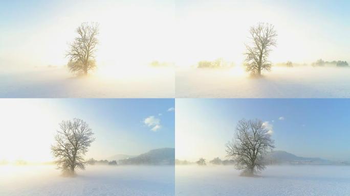 在冬日神秘的薄雾日落中，在一棵冰冻的裸树周围飞翔