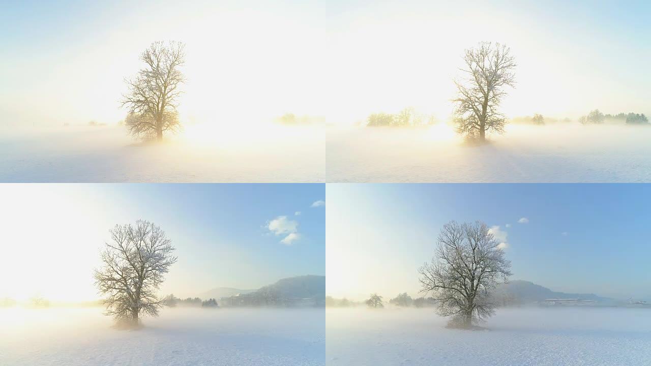 在冬日神秘的薄雾日落中，在一棵冰冻的裸树周围飞翔