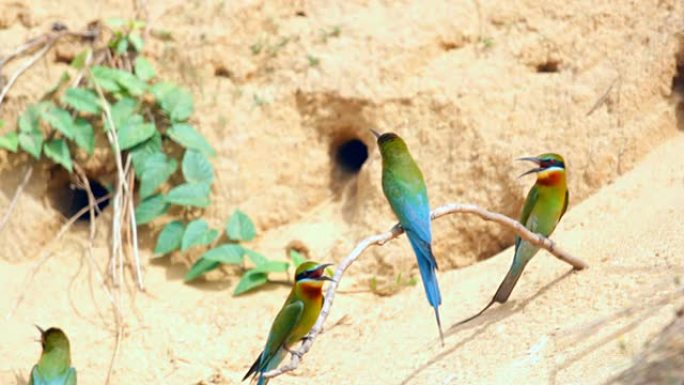 蓝尾食蜂（菲律宾Merops philippinus）