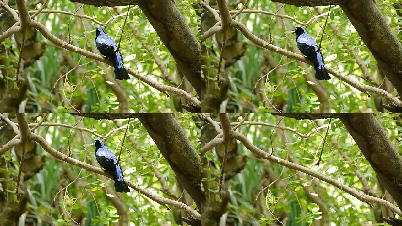 蓝鸟蓝色的鸟树林里的鸟类飞禽