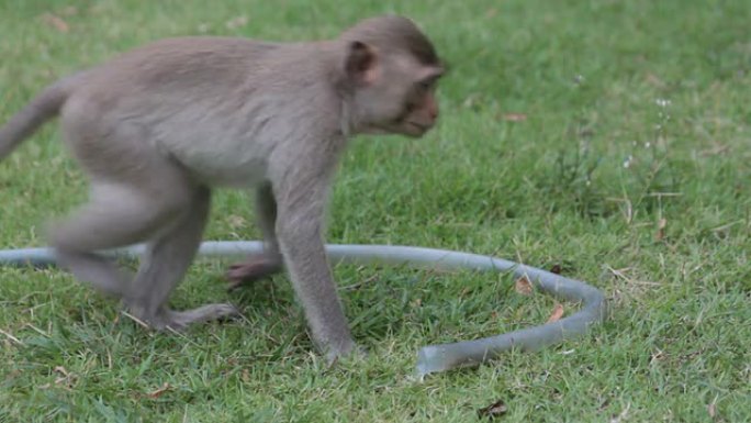 猴子用橡胶管喝水