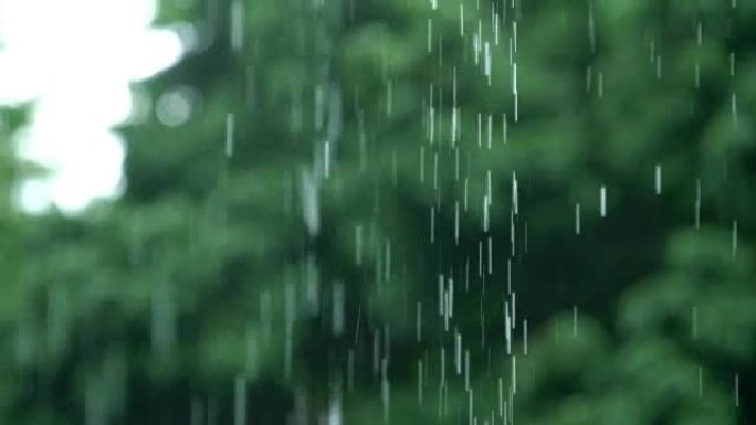 4K SLO MO TU雨滴，热带森林