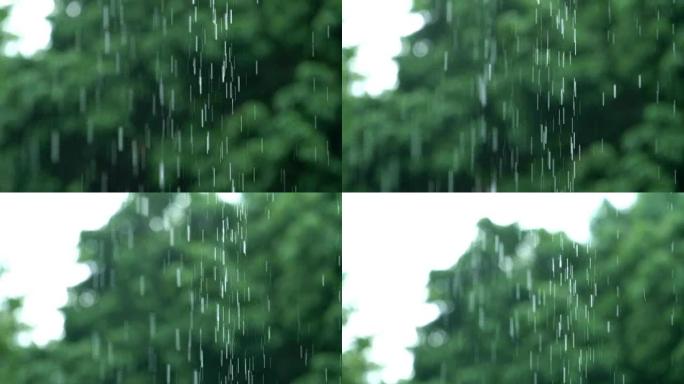 4K SLO MO TU雨滴，热带森林