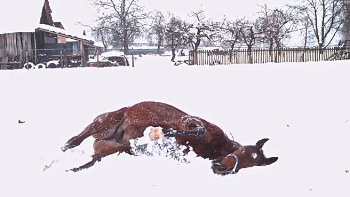 棕色马在白雪皑皑的冬季牧场中滚动，超级慢动作