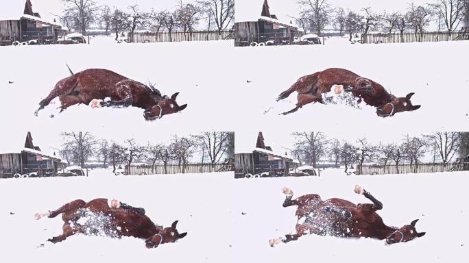 棕色马在白雪皑皑的冬季牧场中滚动，超级慢动作