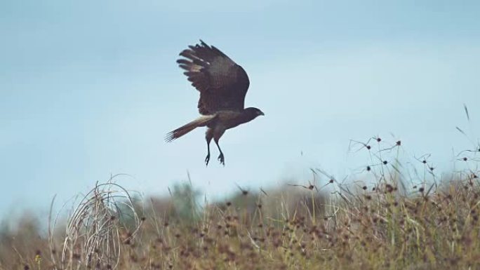 特写，doff: 大型猛禽从枯萎的灌木丛中飞向天空