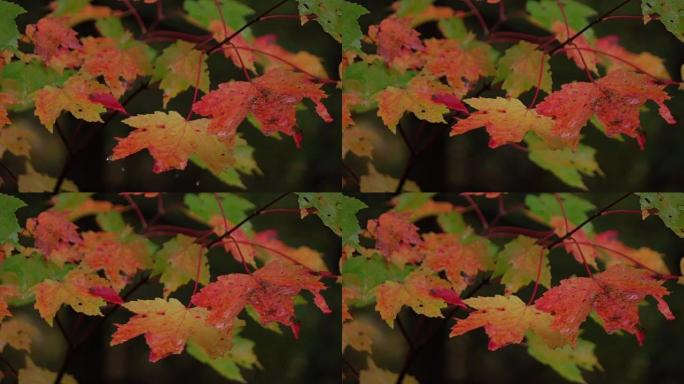 慢动作收起雨后落在充满活力的红色秋叶上的水滴