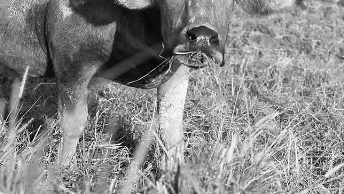 水牛黑白影像农业农村野外吃草