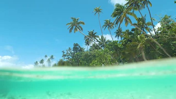 半水下: 晴天，高大的棕榈树在翡翠的海浪上伸展。