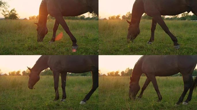 慢动作: 金色日出时在草地上放牧的令人惊叹的深棕色马