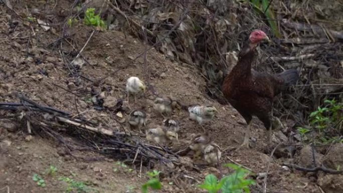 4k的母鸡和幼鸡寻找食物。