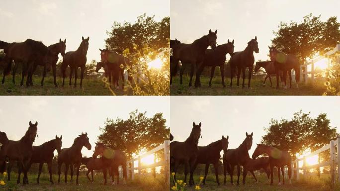 慢动作: 金色日落时站在草地上的一群年轻的马