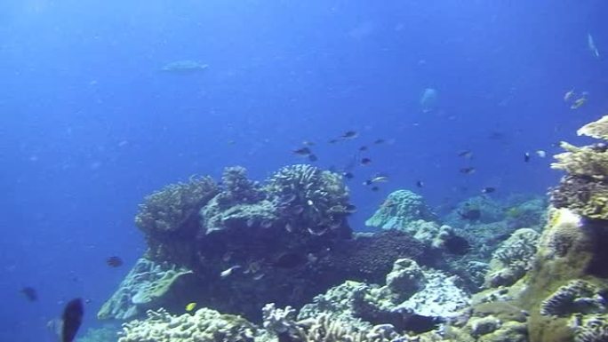 珊瑚礁生态环境热带