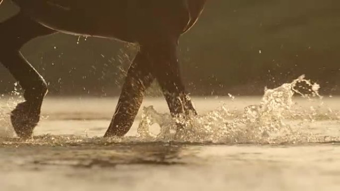 特写: 马在河中行走时，水滴洒落并飞来飞去