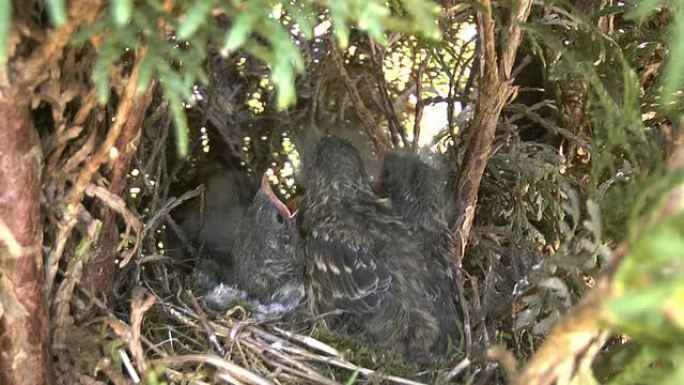 Dunnock，模块夏枯草