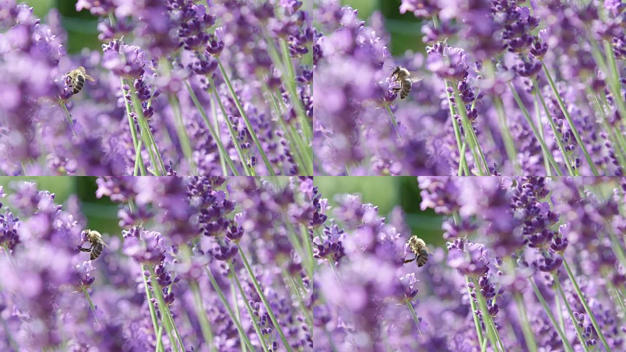 慢镜头镜头:蜜蜂在一片五彩缤纷的薰衣草地里采集蜂蜜