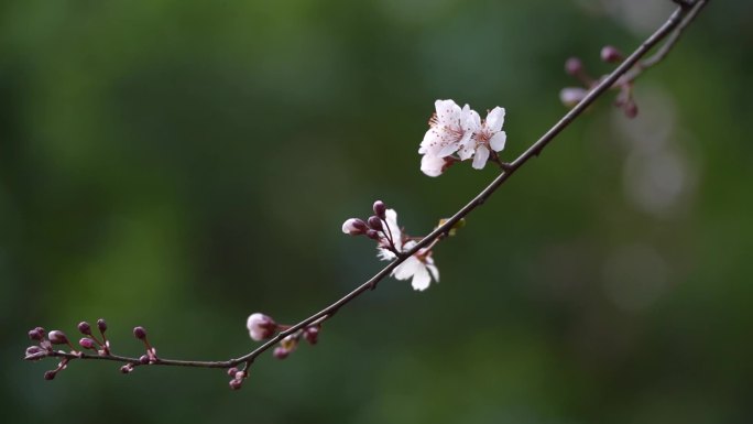 春天紫叶李