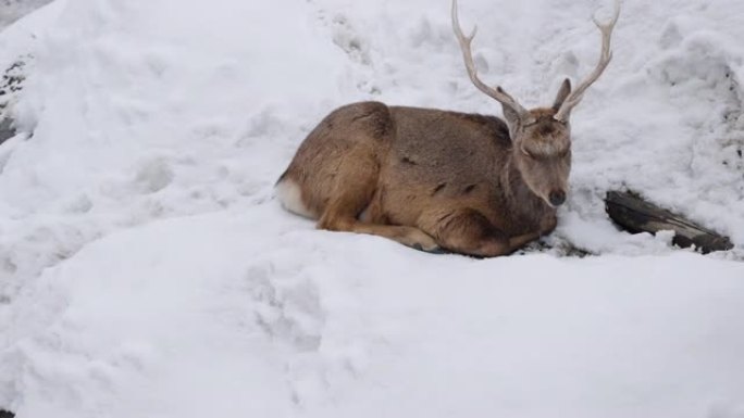 雪中的鹿