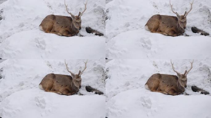 雪中的鹿