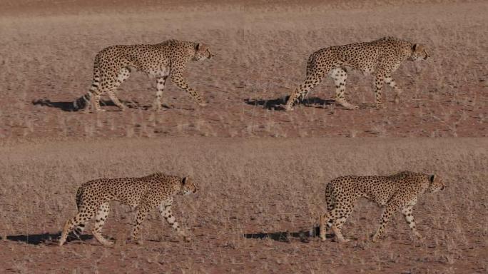 猎豹在慢动作中向摄像机一侧奔跑