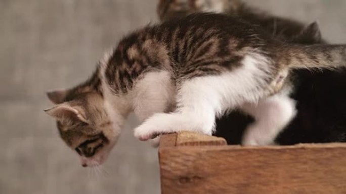 好奇的小猫试图从木箱中爬出来