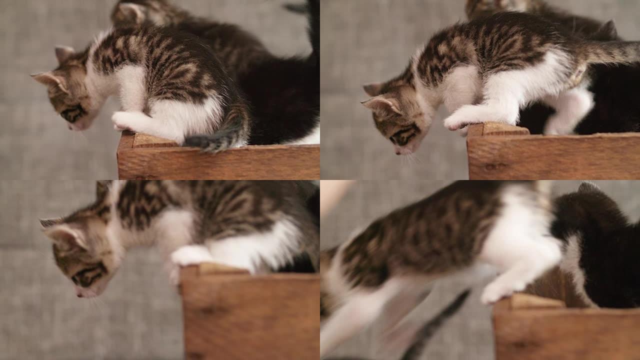好奇的小猫试图从木箱中爬出来