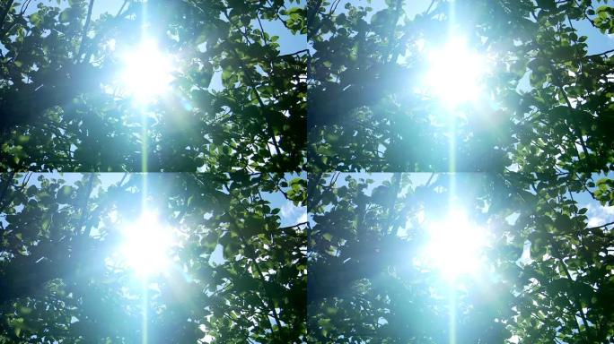 阳光透过树叶照射叶缝阳光普照绿色春天夏日