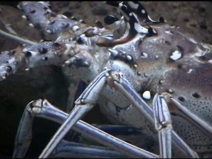 龙虾在水族馆游泳龙虾在水族馆游泳