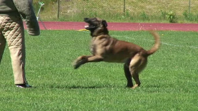 警犬吠叫。警犬吠叫训练