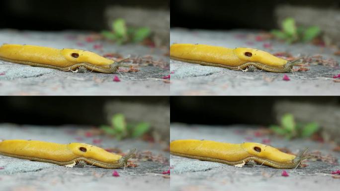 香蕉蛞蝓在地面上移动