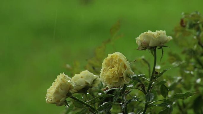 雨水落在花朵上