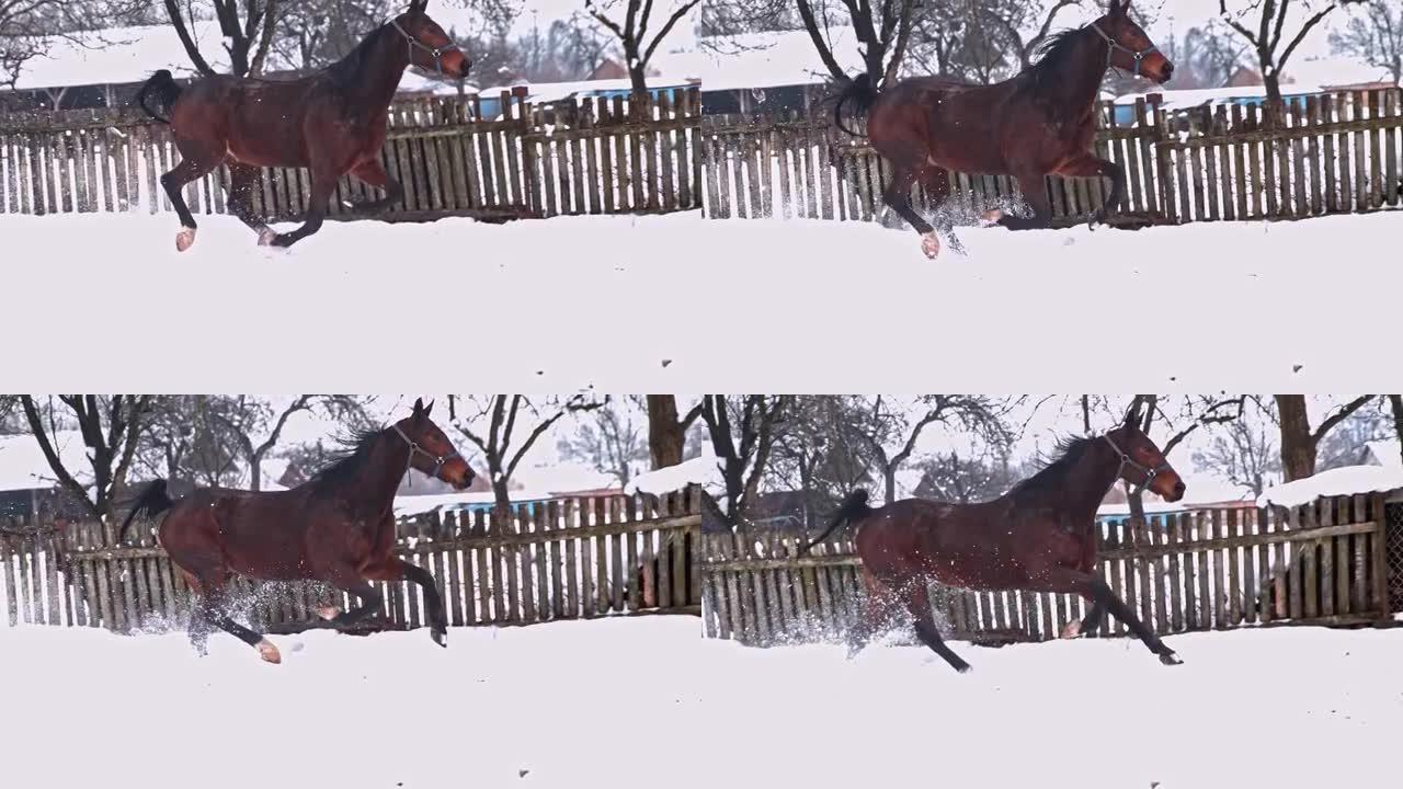 棕色马在下雪的冬季牧场中奔跑，超级慢动作