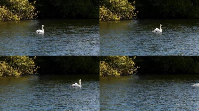 优雅的天鹅在水中游泳